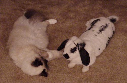 Mei-Mei with Spottie