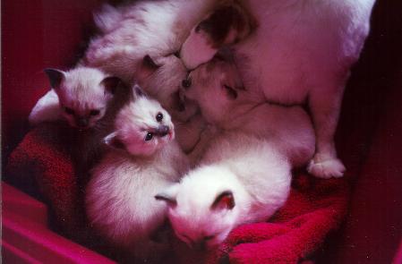 picabo_and_huey_kittens