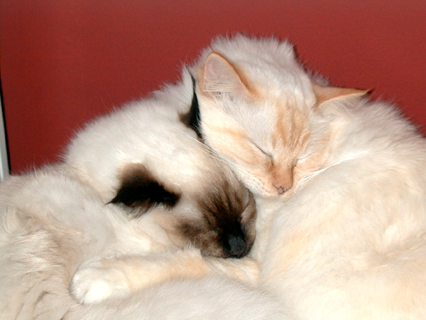 Rusti and Smoki